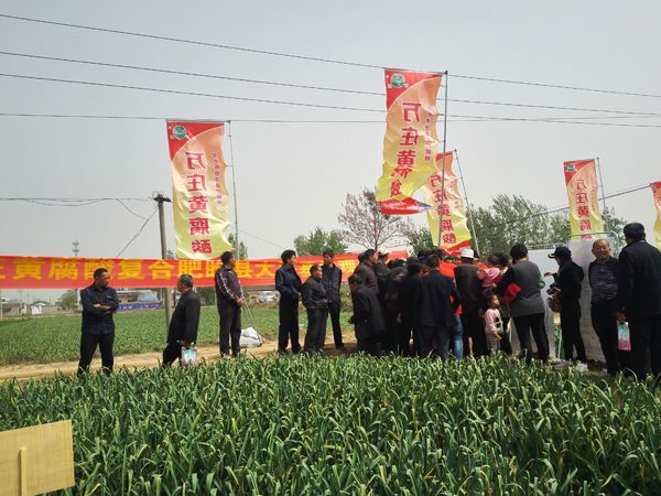 培肥養地奪高產 不妨試試黃腐酸 ——91视频软件很污新肥科技有限公司河南睢縣大蒜觀摩會